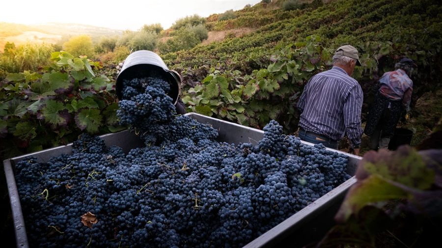 Grape harvest in the Douro Valley