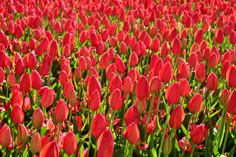 Red tulips at Lisse
